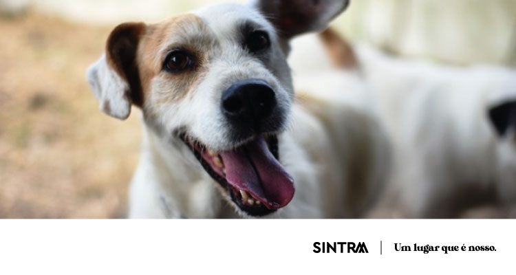 CANCELADO | Sintra promove a PetSintra -  Feira de Adoção e Bem-Estar Animal