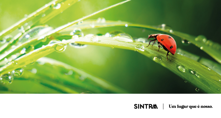 SintrAmbiente regressa à Quinta da Ribafria com atividades dedicadas ao ambiente e à sustentabilidade
