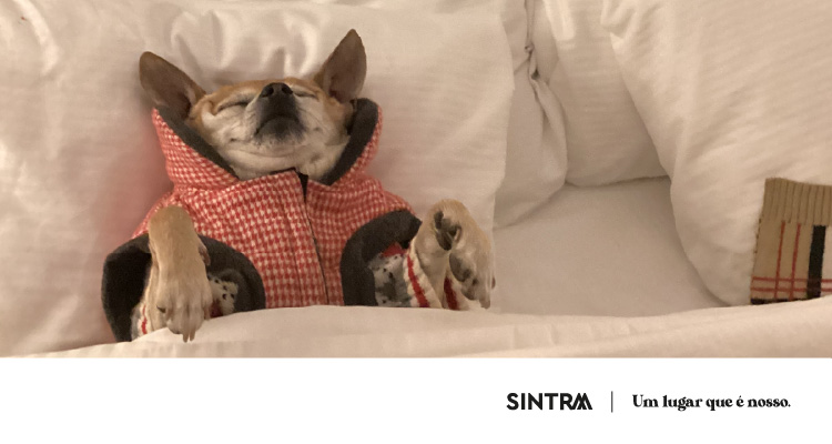 Bibliotecas_Junho_Banner_Hotel_Animais23